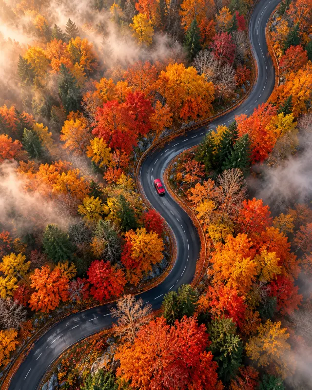 Winding Autumn Forest Road, Drone View